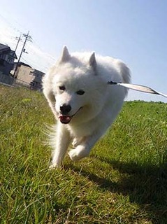 dote_i1911022.jpg