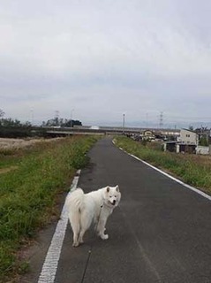 dote_i1911032.jpg