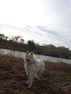 dote_i1911037.jpg