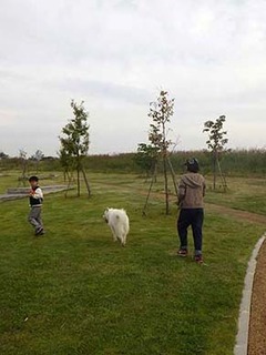 dote_i1911039.jpg