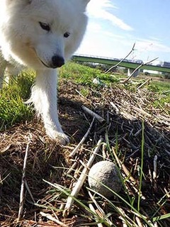 dote_i1911044.jpg