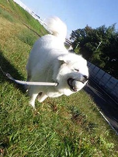 dote_i1911048.jpg
