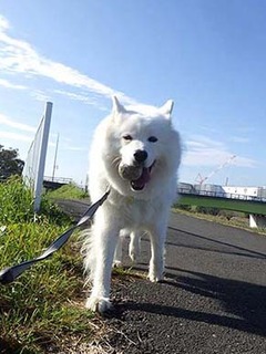 dote_i1911049.jpg