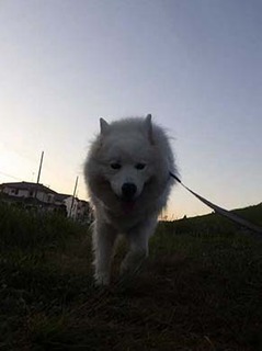 dote_i1911053.jpg