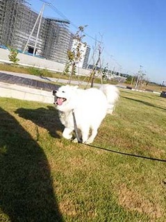 dote_i1911065.jpg