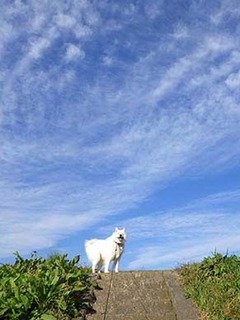 dote_i1911071.jpg