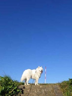 dote_i1911081.jpg