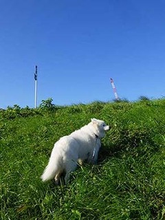 dote_i1911085.jpg