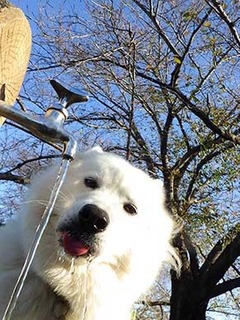 dote_i1911087.jpg
