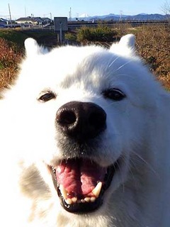 dote_i2001022.jpg
