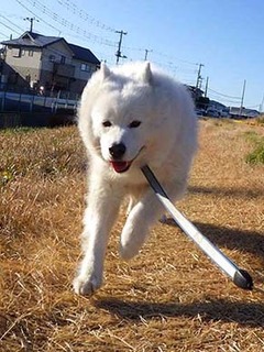 dote_i2001062.jpg