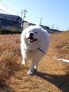 dote_i2001063.jpg