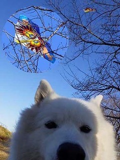 dote_i2001064.jpg