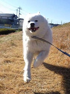 dote_i2001103.jpg
