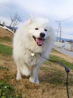 dote_i2001123.jpg