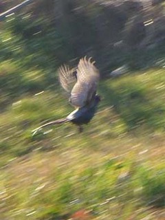 dote_i2001133.jpg