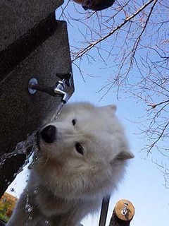 dote_i2001137.jpg