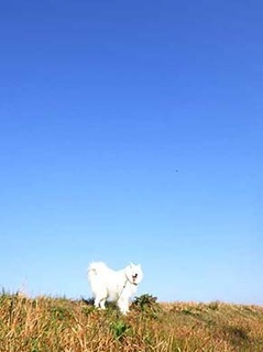 dote_i2001141.jpg