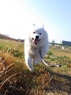dote_i2001142.jpg