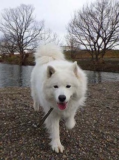 dote_i2001172.jpg