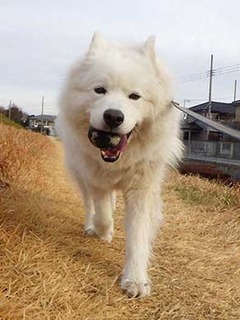 dote_i2001176.jpg