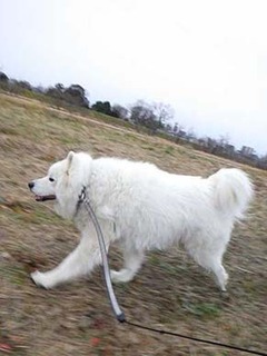 dote_i2001183.jpg