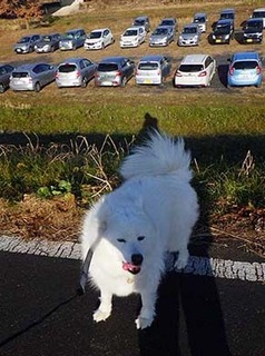dote_i2001191.jpg