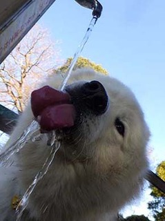 dote_i2001203.jpg