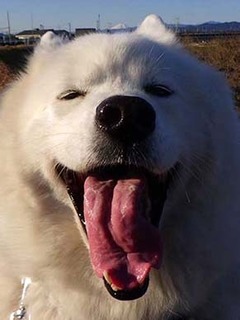 dote_i2002021.jpg