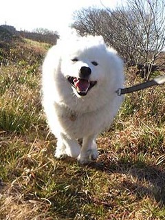 dote_i2002022.jpg