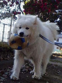 dote_i2002044.jpg