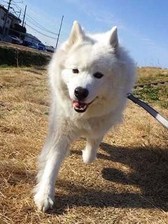 dote_i2002071.jpg