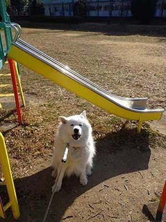 dote_i2002074.jpg