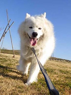 dote_i2002082.jpg