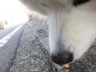 dote_i2002083.jpg