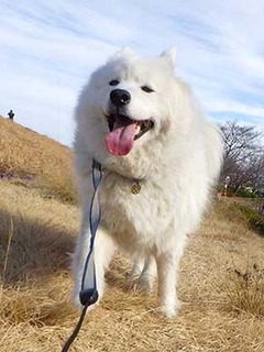 dote_i2002103.jpg