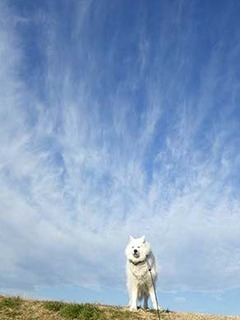 dote_i2002121.jpg