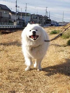 dote_i2002122.jpg