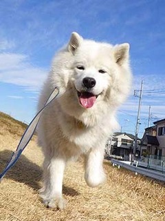dote_i2002126.jpg