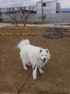 dote_i2002132.jpg