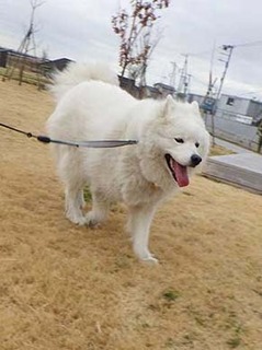 dote_i2002133.jpg