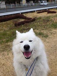 dote_i2002134.jpg