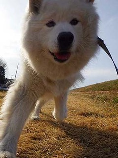 dote_i2002143.jpg
