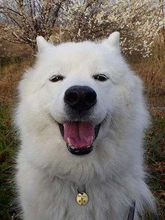 dote_i2002151.jpg