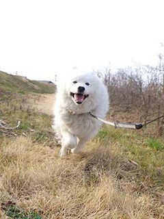 dote_i2002152.jpg