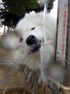 dote_i2002164.jpg