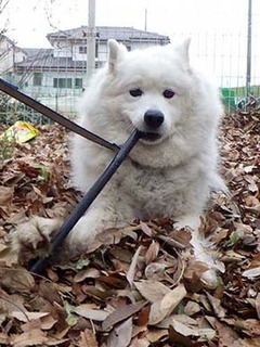 dote_i2002165.jpg