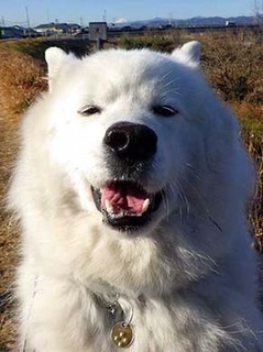 dote_i2002181.jpg