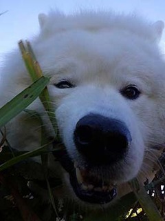 dote_i2002182.jpg