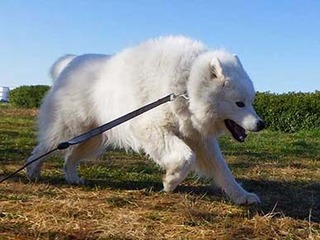dote_i2002183.jpg
